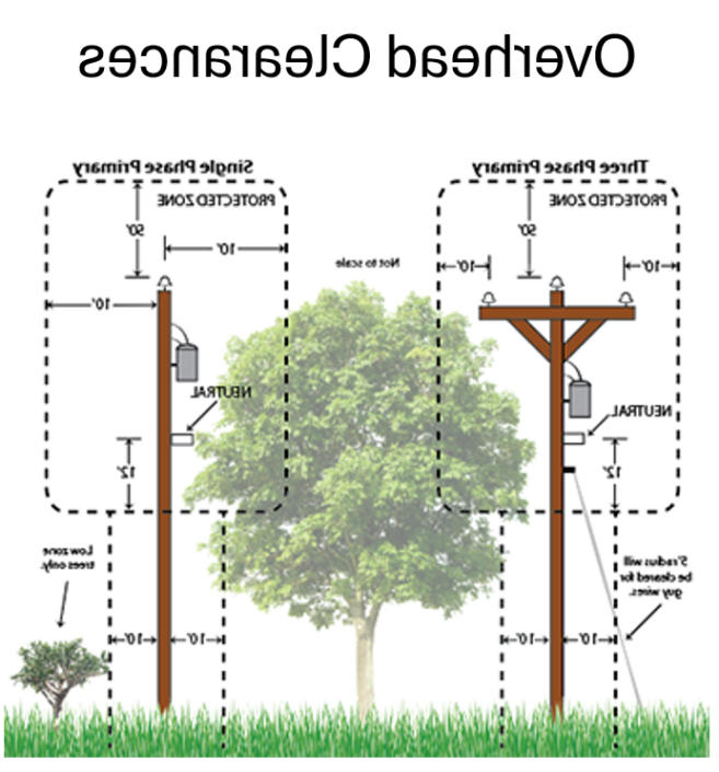 Tree Clearance